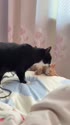 1750341857745.webm