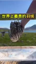 1750348838391.webm