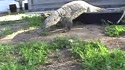 1750373165016.webm