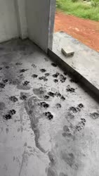 1750387563871.webm