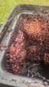 1750432056978.webm