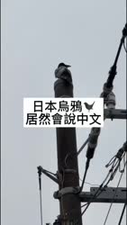 1750439851962.webm