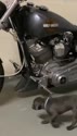 1750505994491.webm