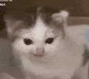 1750508431090.gif