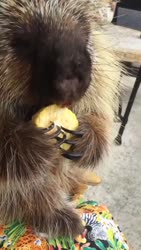 1750509330655.webm