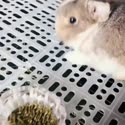 1750518406213.webm