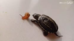 1750531183882.webm