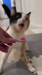 1750549564916.webm