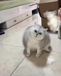 1750549610334.webm