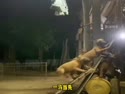 1750552081615.webm