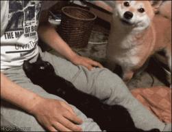1750560932084.gif