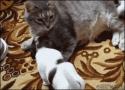1750560966519.gif