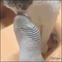 1750561038593.gif