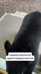 1750592088002.webm