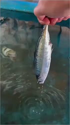 1750605391689.webm