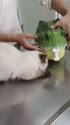 1750633936278.webm