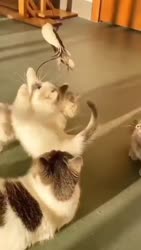 1750679951744.webm