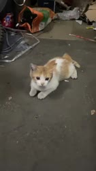 1750687075250.webm