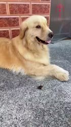 1750691604277.webm
