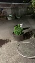 1750692548672.webm