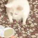 1750734635152.gif