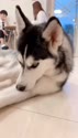 1750738210925.webm