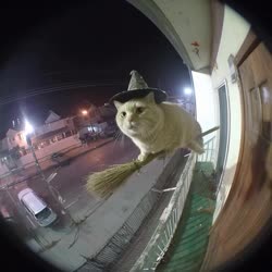 1750738865751.webm