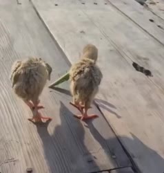 1750856938755.webm