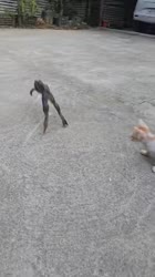 1750864628366.webm