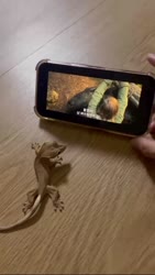 1750899861262.webm