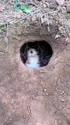 1750908696673.webm