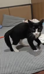 1750930762561.webm
