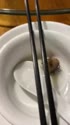 1750940840414.webm