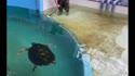 1750942672842.webm
