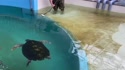 1750947034703.webm