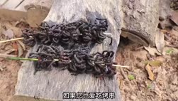 1750947403241.webm
