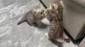 1750948939863.webm