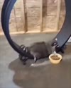 1750988285240.webm