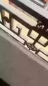 1751046103619.webm