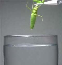 1751055083926.webm