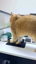 1153 KB