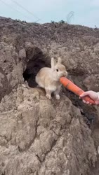 1754687113179.webm