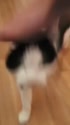3678 KB