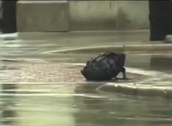 1754929879021.webm