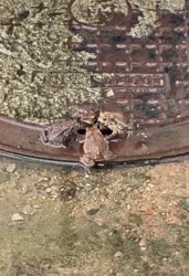 1755107494866.webm