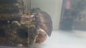 1755271650867.webm