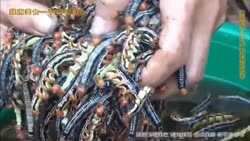 1755341932751.webm