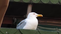 1755426504224.webm