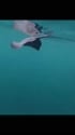 1755431019263.webm