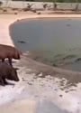 1755438681654.webm